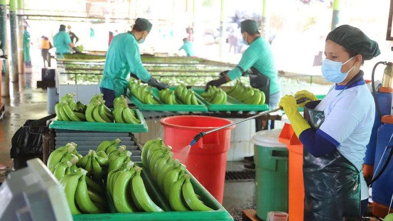 Más de 10 mil familias productoras de banano, café y cacao serán beneficiadas con la implementación de la Ruta Productiva Exportadora