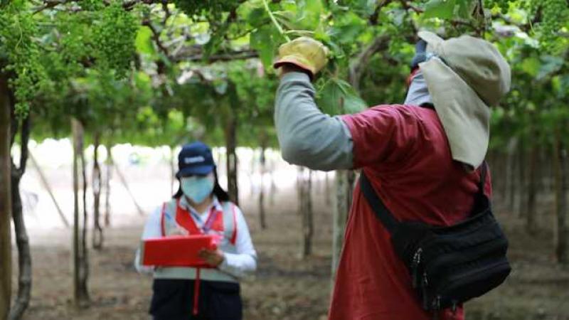 Más de 108 mil trabajadores ingresaron a planilla en el sector agrícola este año