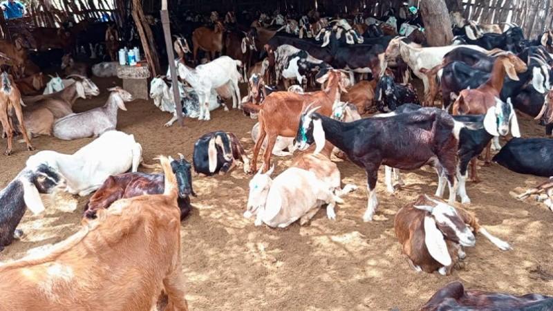 Más de 17 mil productores se dedican a la crianza de caprinos en Piura