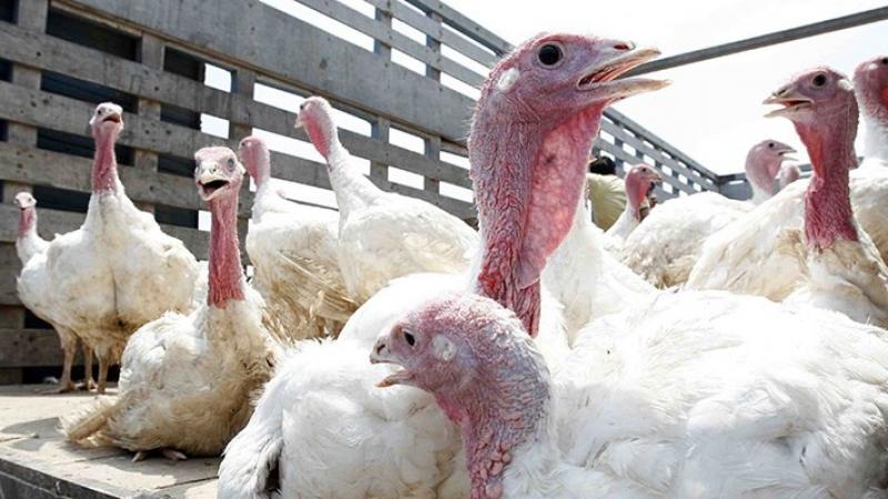 Más de 2 millones de pavos abastecerán las fiestas de fin de año