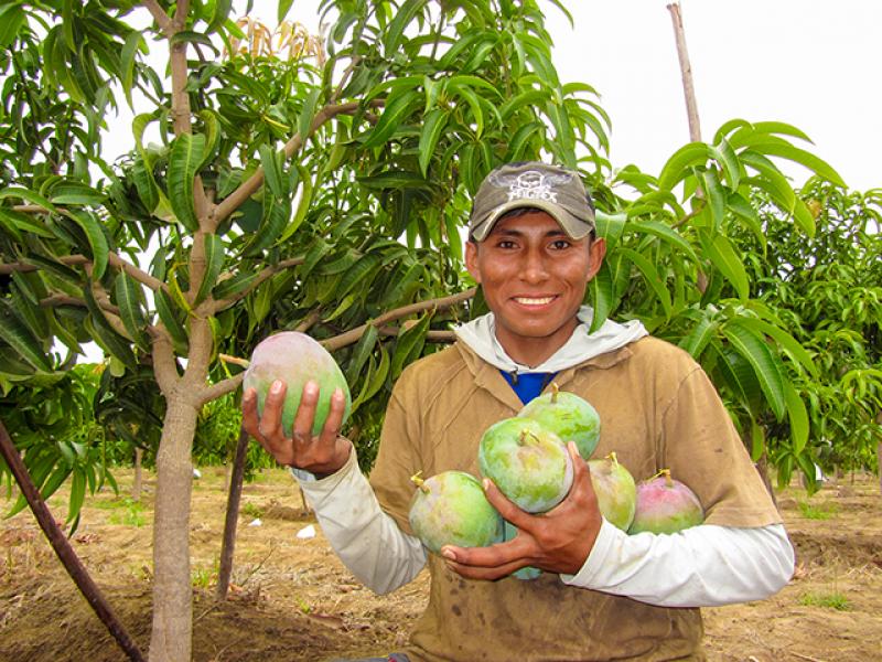 Más de 36 mil productores se benefician con Programa de erradicación de mosca de la fruta