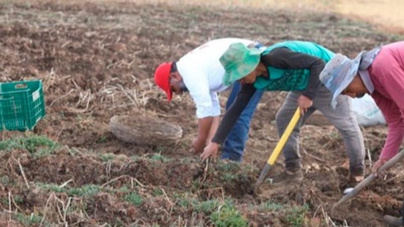 Más de 4.7 millones de peruanos relacionados con la agricultura