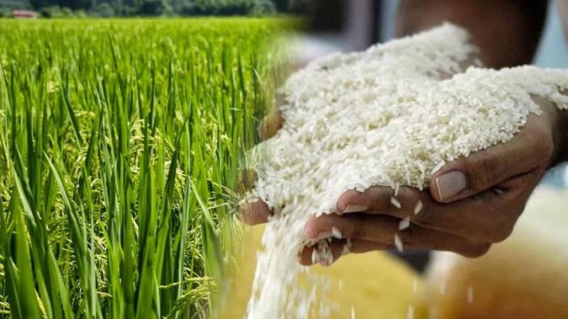 Más de 74 mil productores se dedican al cultivo de arroz en Perú