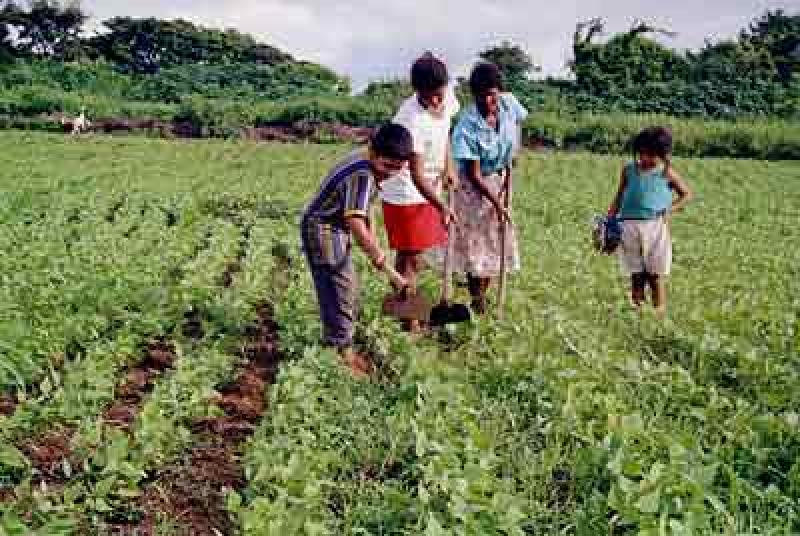 MÁS DE TRES MILLONES DE PERSONAS SE DEDICAN A LA AGRICULTURA FAMILIAR