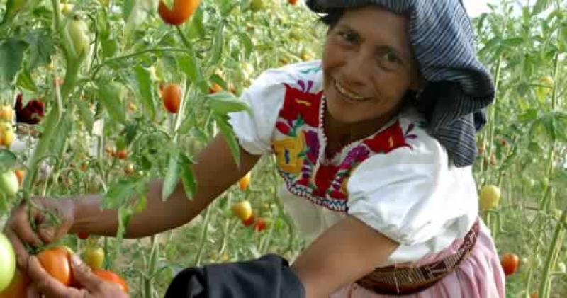 MÁS DEL 50% DE LAS MUJERES RURALES DE AMÉRICA LATINA TRABAJAN  EN EMPLEOS NO RELACIONADOS A LA AGRICULTURA