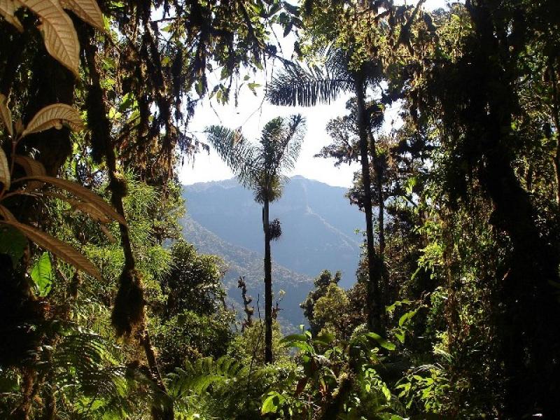 MAS DEL 60% DE LA SUPERFICIE PERUANA ESTÁ CONSTITUIDA POR BOSQUES