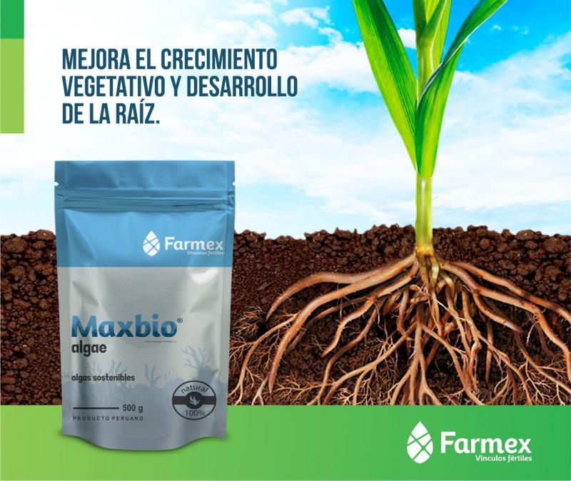 Maxbio Algae asegura el crecimiento y desarrollo de la planta