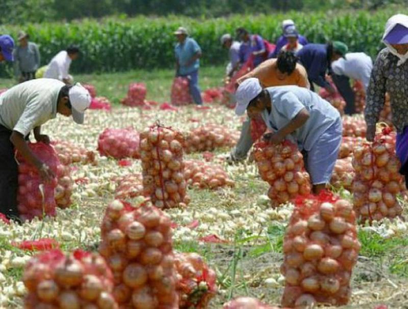 MAYOR PRODUCTIVIDAD AGRÍCOLA Y VALOR AÑADIDO SERÁN CLAVES PARA QUE HACER FRENTE A LA DESACELERACIÓN ECONÓMICA