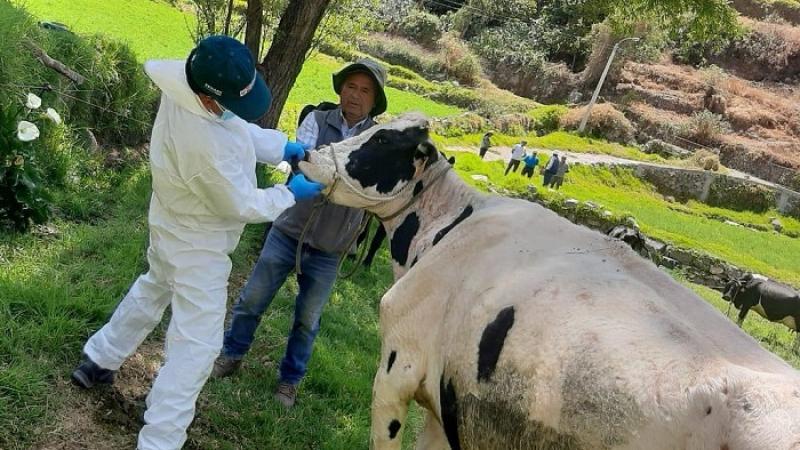 Medidas preventivas del Senasa aseguran protección de ganadería familiar contra el carbunco sintomático