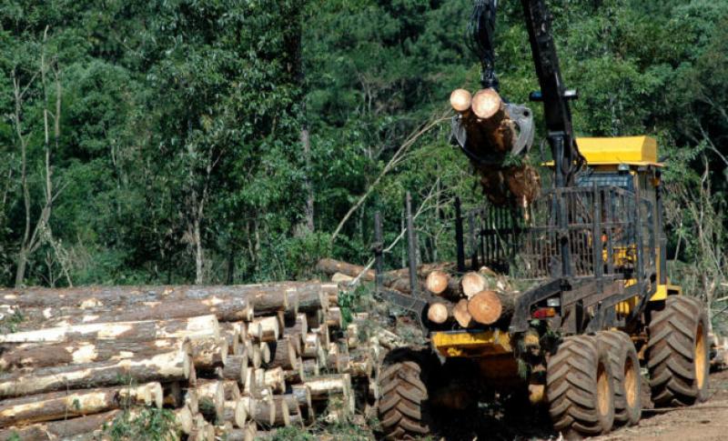 MEF: Mesa Forestal logra inversiones por US$ 300 millones en bosques