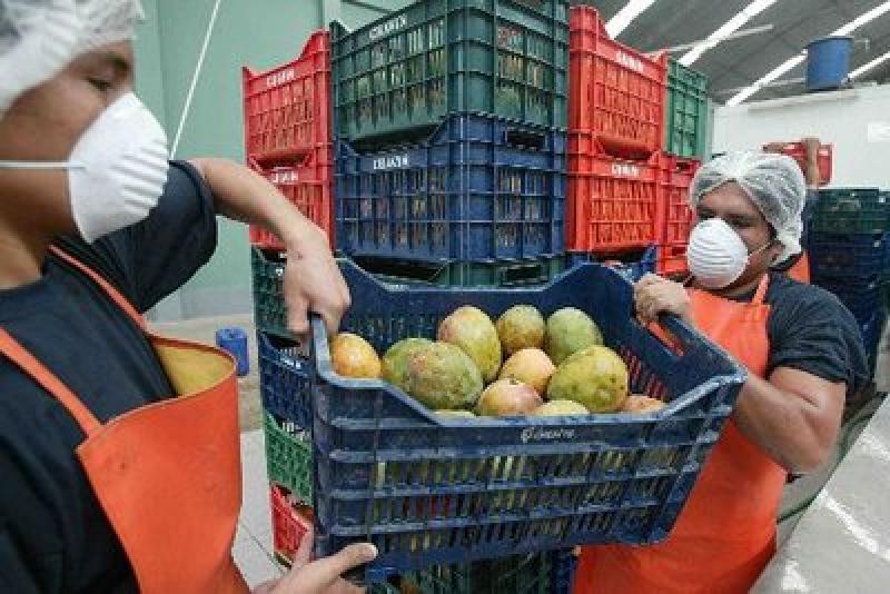 MÉJICO, GUATEMALA Y COSTA RICA SACAN VENTAJA AL MANGO PERUANO