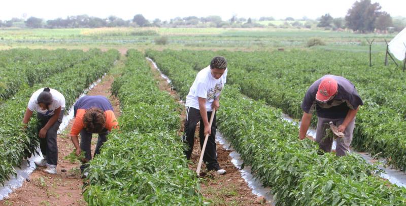 MEJORAN PROYECCIONES DEL SECTOR AGROPECUARIO PARA 2011 - 2012 