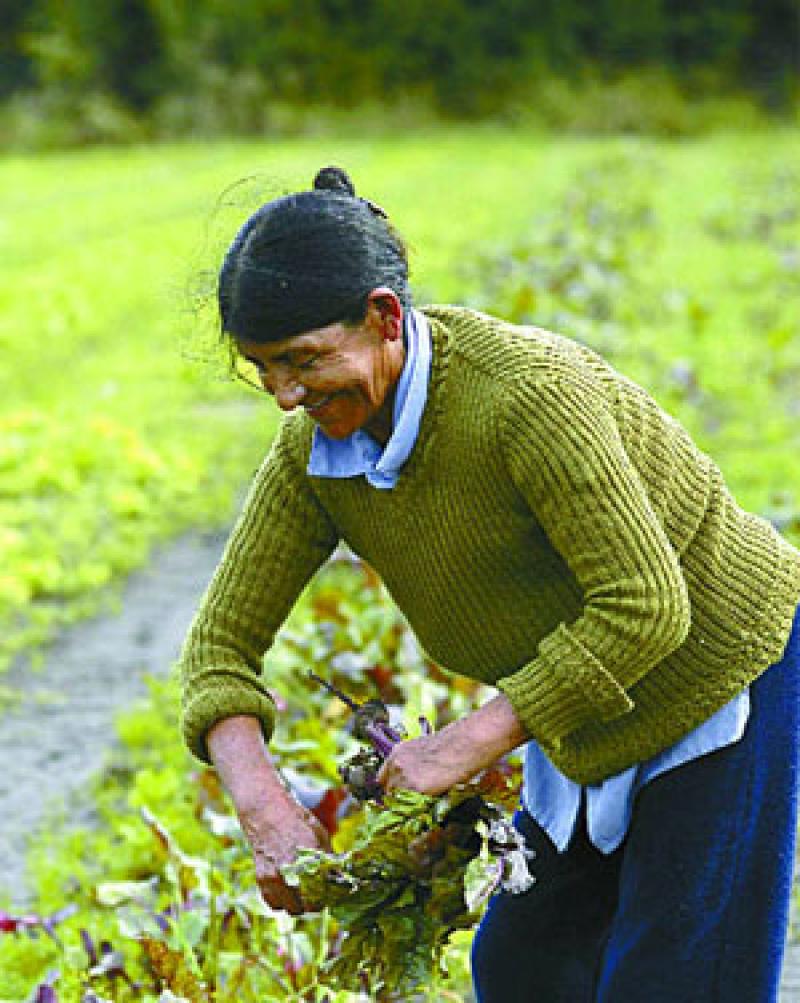 MENOS DEL 50% DE MUJERES QUE TRABAJAN EN SECTOR AGRO RECIBEN REMUNERACIÓN