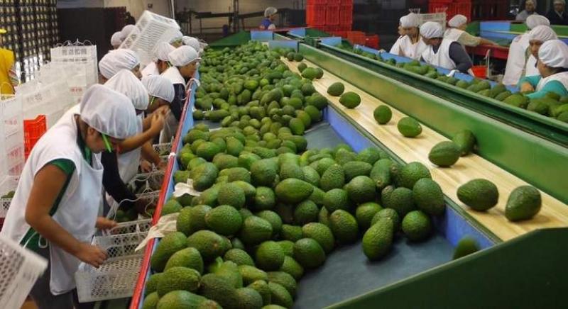 Mercados de destino de la palta peruana se duplicaron en los últimos 10 años