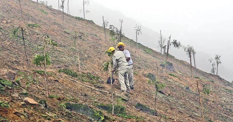 Meta para bicentenario es reforestar 170.000 hectáreas de bosques amazónicos, secos y andinos