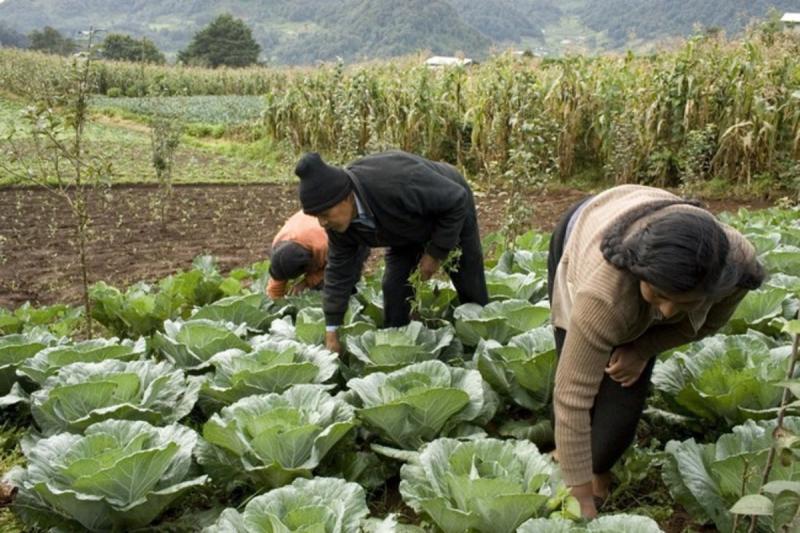 MÉXICO EXPORTA AL DÍA US$ 60 MILLONES EN ALIMENTOS A ESTADOS UNIDOS