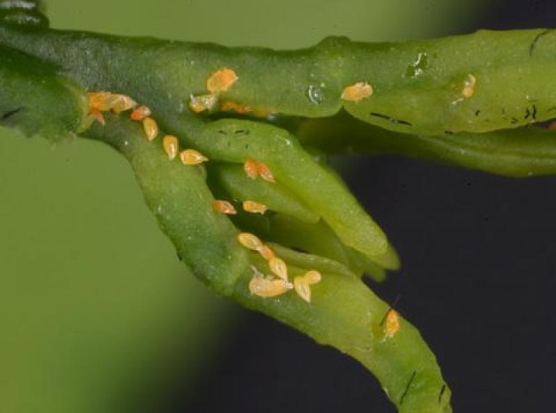 MÉXICO: PLANTACIONES DE 23 ESTADOS EN AMENAZA POR DRAGÓN AMARILLO