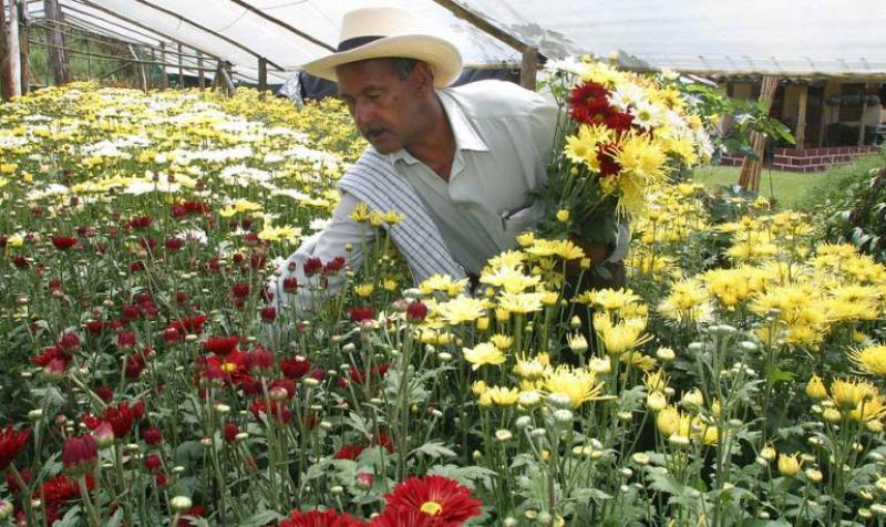 Midagri busca fortalecer a las asociaciones y cooperativas de flores