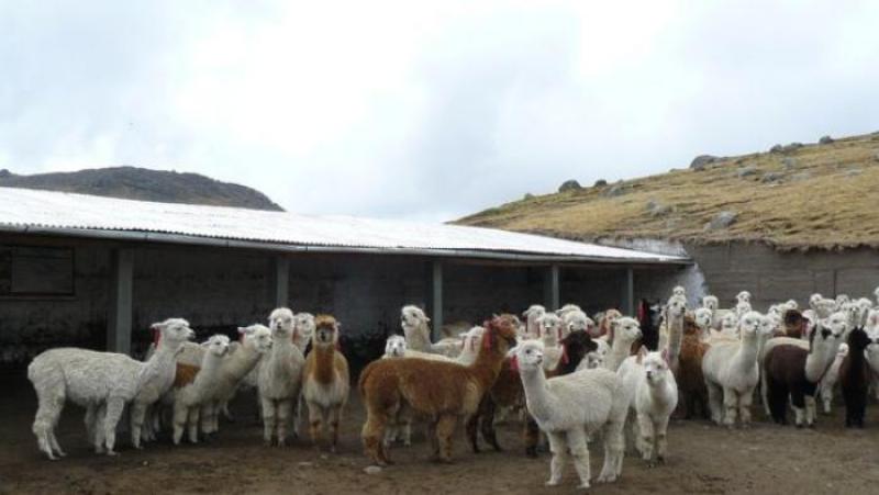 Midagri entrega 3.080 cobertizos para la protección de más de 369 mil alpacas y ovinos