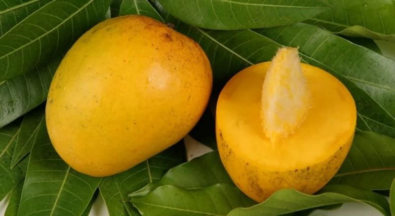 Midagri impulsa estrategia para fortalecer la articulación de la oferta exportable de mango