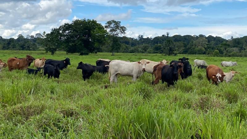 Midagri impulsa la Ganadería Sostenible con el I Congreso Internacional de Brangus Perú 2025