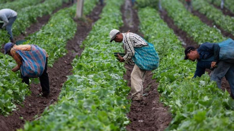 Midagri presenta calendario de cosecha de 17 productos claves para la planificación comercial