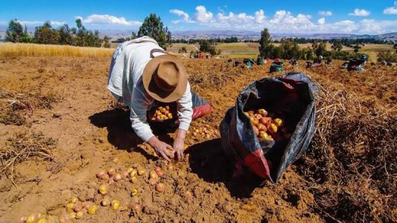 Midagri presentó Marco Orientador de Cultivos (MOC) de la campaña agrícola 2026/2027