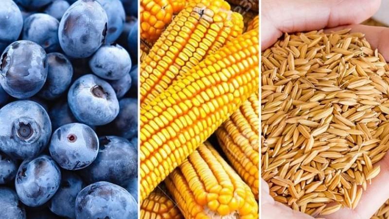 Midagri: Sector agropecuario se recupera y crece 3.4% en agosto