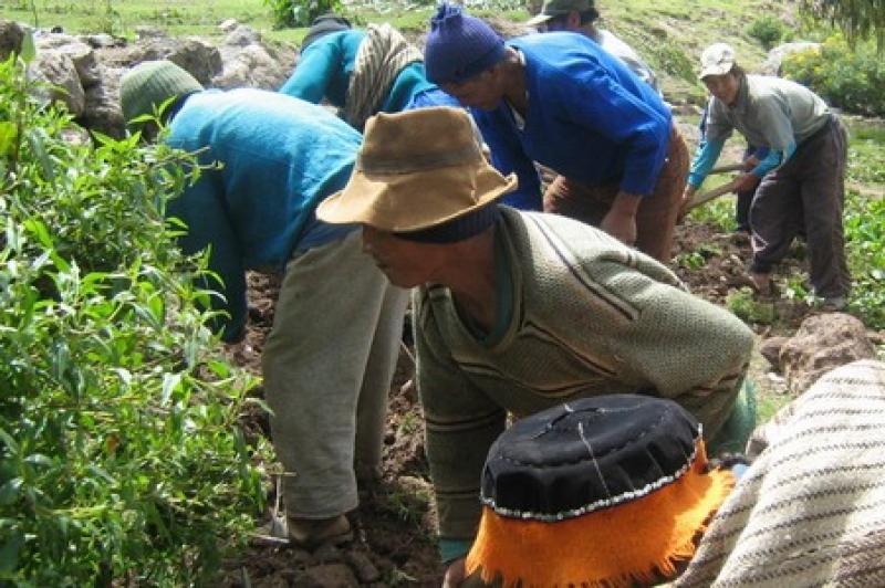 MINAG AMPLIARÁ COBERTURA DEL SEGURO AGRARIO A NIVEL NACIONAL