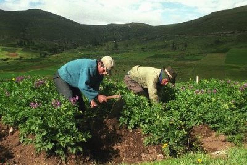 MINAG: PRODUCCIÓN AGROPECUARIA CRECIÓ 2,4% EN PRIMER TRIMESTRE DE 2012