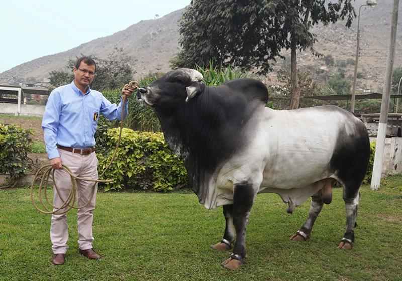 Minagri busca que consumo per cápita de leche aumente más de 40% al 2027