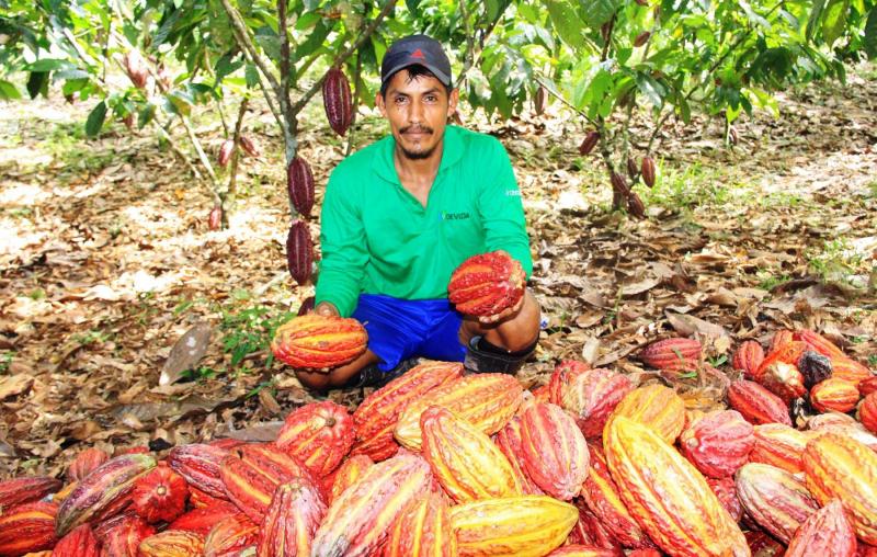 Minagri inicia hoy el primer censo de stock de cacao