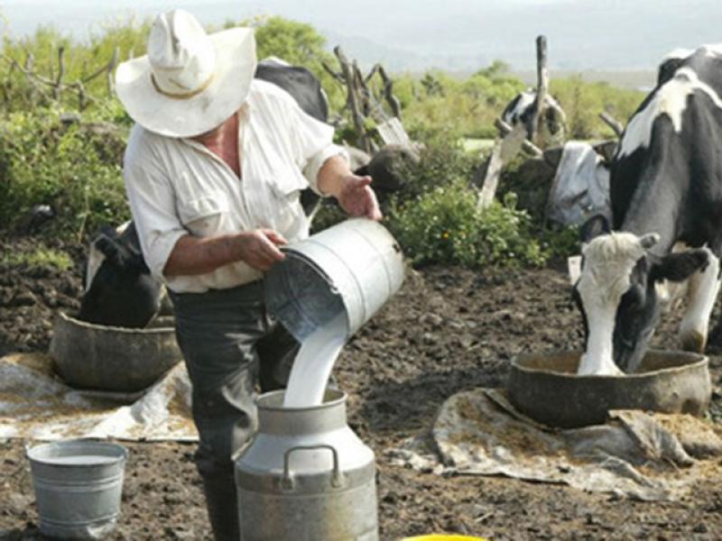 Minagri intensificará gestiones para acelerar acopio de leche