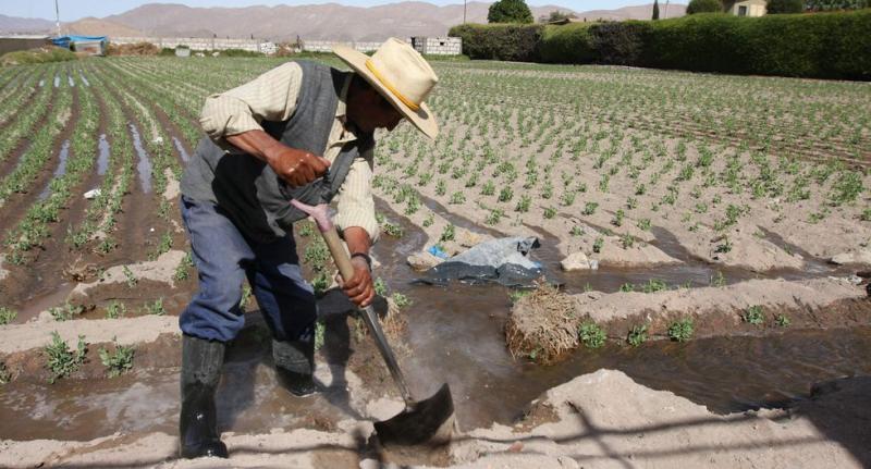 Minagri invertirá S/ 2.511 millones para la reactivación del agro