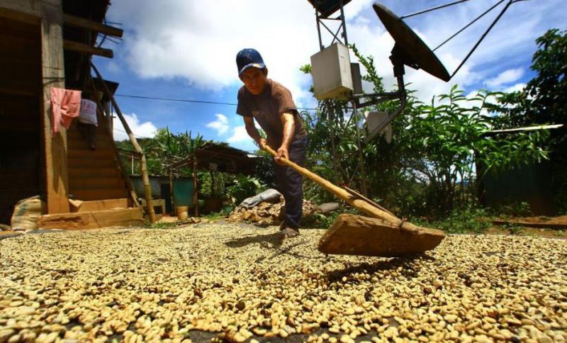 Minagri invertirá S/ 60 millones en seguro agrícola catastrófico para 14 regiones