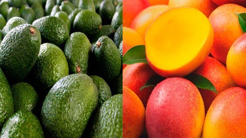 Mission Produce anunció resultados récord en sus ventas de palta y mango hasta medio año