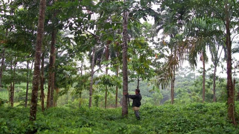 Modificación de Ley forestal salvaría 80% de empleos del agro, 5% del PBI y cerca de US$ 8.000 millones de agroexportaciones