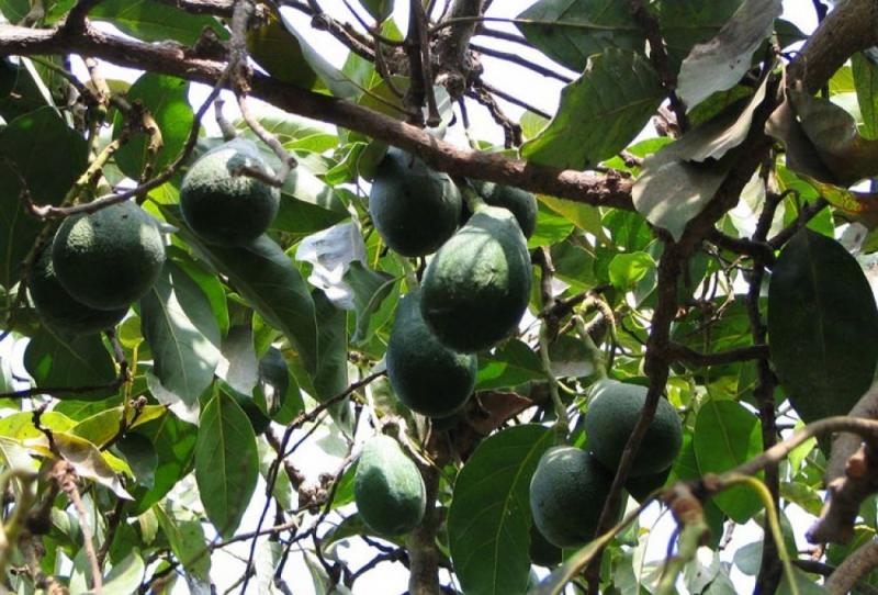 MOQUEGUA: SUPERFICIE DE PALTA HASS SEGUIRÍA CRECIENDO EN 2014 