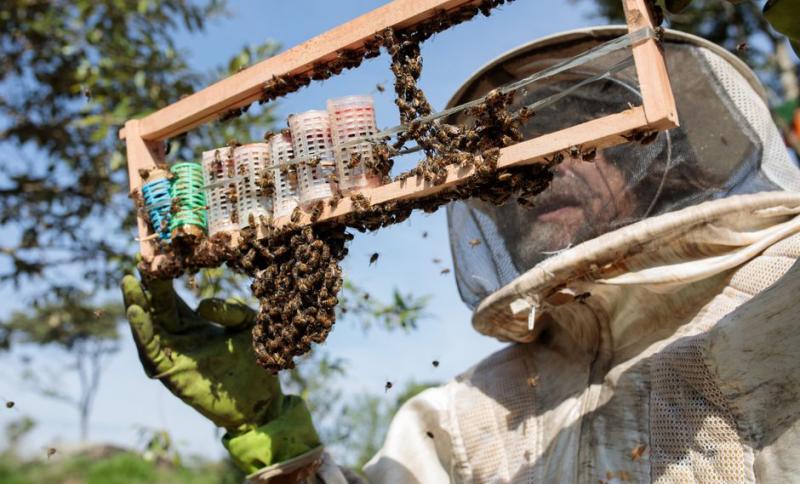 Muerte de abejas en Brasil es un mensaje para la humanidad