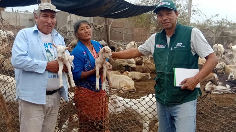Nacen 29 crías de cabra con alta calidad genética en Chincha por inseminación artificial