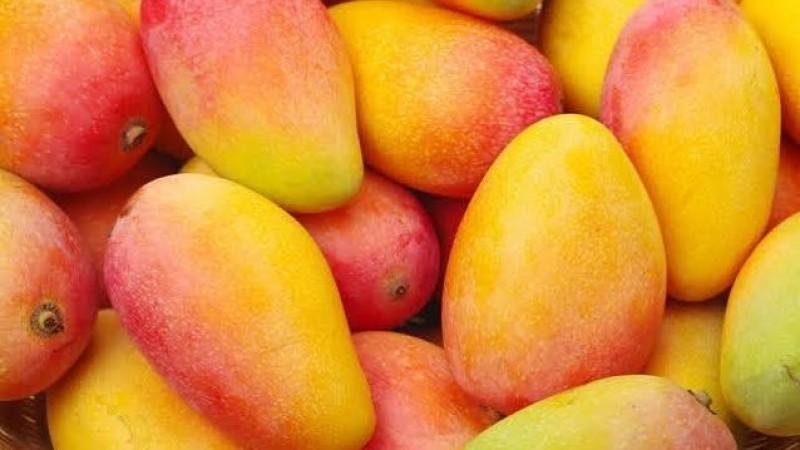 Nathalia Costine-Tello: «La investigación debe convertirse en solución práctica para la industria del mango»
