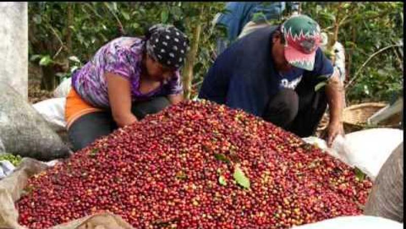 NORANDINO PROYECTA EXPORTAR 50 MIL QUINTALES DE CAFÉ ESTE AÑO