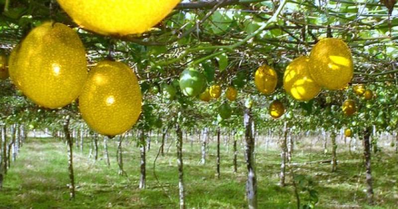 Norma europea para frenar importaciones de alimentos con altos niveles de cadmio afectaría también al maracuyá