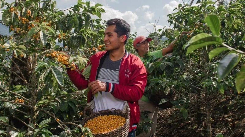 Norte y centro: sostienen el crecimiento de las exportaciones de café peruano