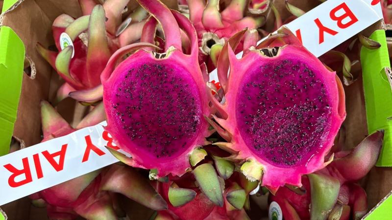 Nueva campaña de pitahaya y apuesta innovadora en Camposol