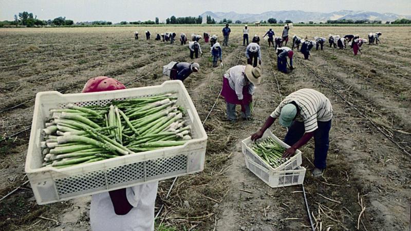 Nueva Ley Agraria: ¿Impulso a la agroexportación o riesgo para la recaudación fiscal?