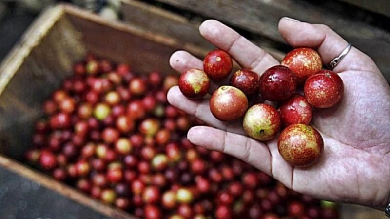 Nueva semilla de camu camu multiplicaría su productividad y exportación