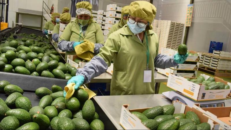 Oferta global de palta Hass sumará nuevos volúmenes adicionales