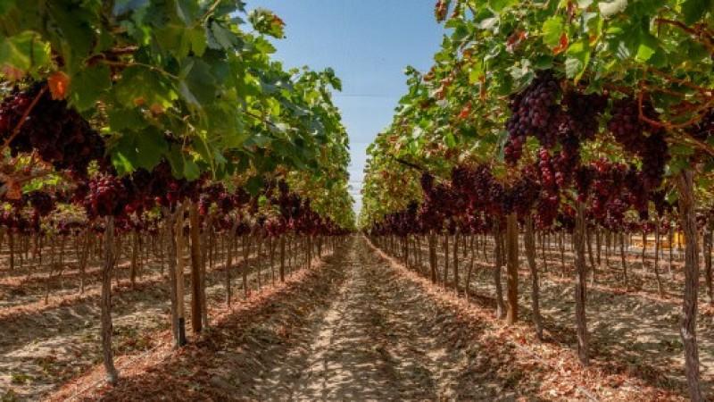 Olivos de Villacurí lidera ranking de las principales empresas agroexportadoras