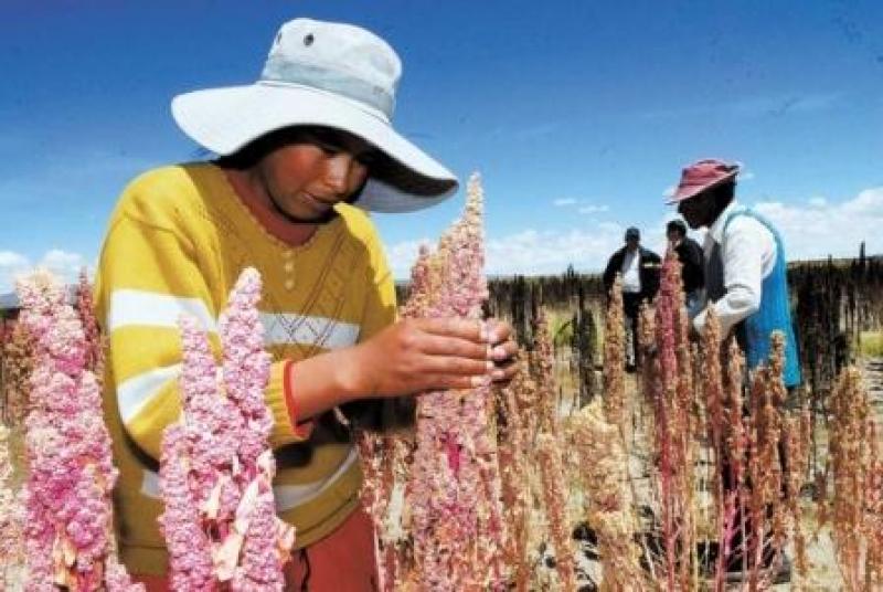 ONU OFICIALIZARÁ EL 2013 COMO - “AÑO INTERNACIONAL DE LA QUINUA”